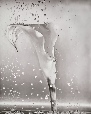 Calla
