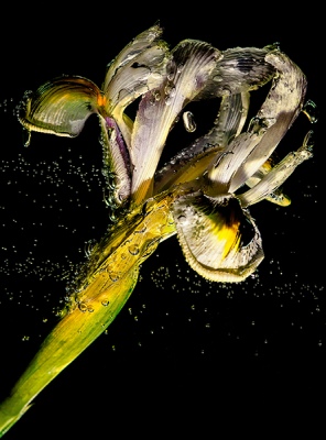 Iris