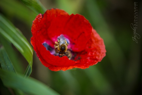 Poppy n Bee