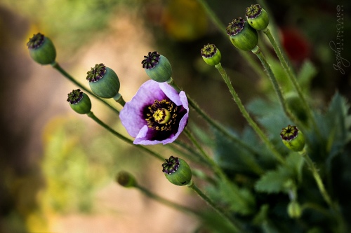 Purple Poppies