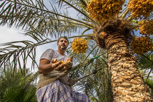 Bahraini Worker