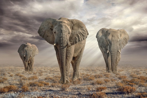 Etosha-Elephants