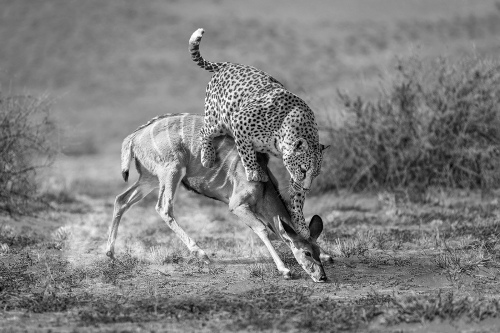 LeopardHunting