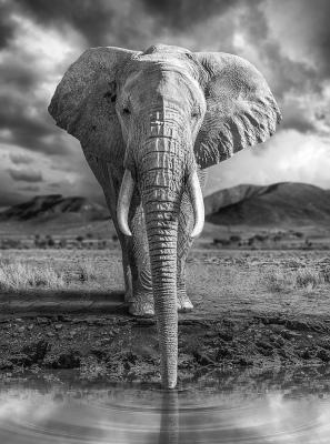 WaterElephant