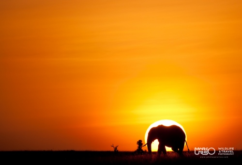 African Sunset