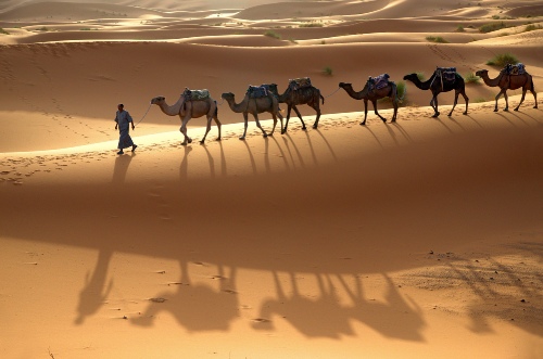 Camel man