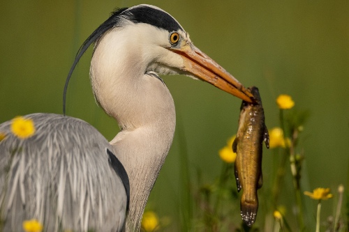 Beautiful fishing