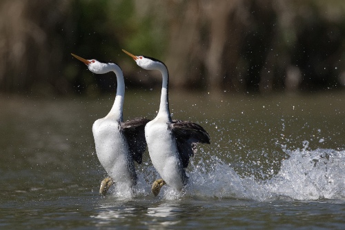 Dancing grebes
