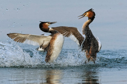 Grebes fighting
