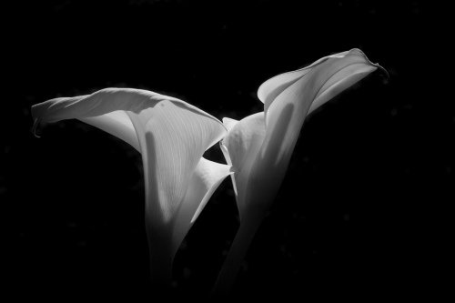lillies