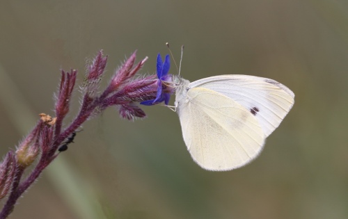 my butterfly