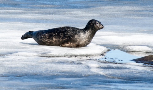 Posing (Saimaa Ringed Seal)
