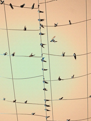 BIrds On A Wire