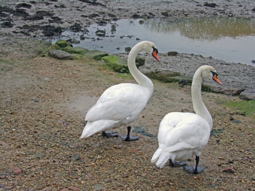 Swans at Newtown Estuary