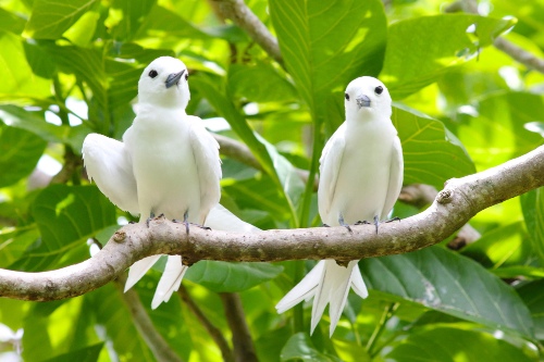 Common White Terns
