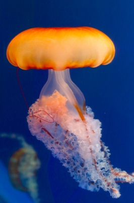 Jelly fish