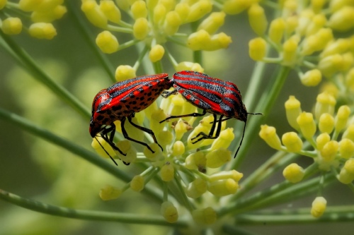 ACCOUPLEMENT