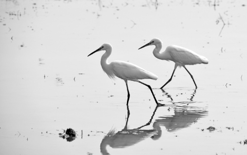 Egrets