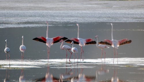 Flamboyance