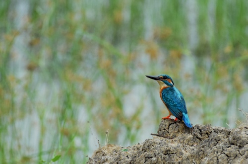 KingFisher