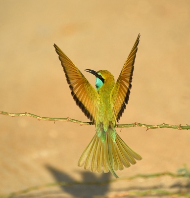 Nature - Birds