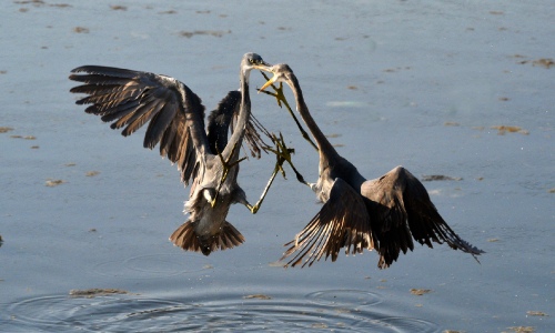 Territory Fight