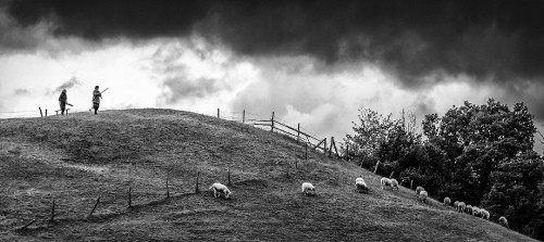 Flock of sheep