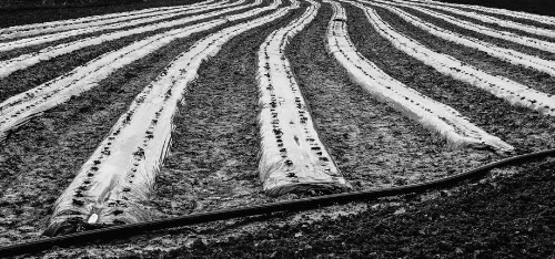 Lines