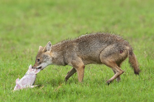 jackel with fish