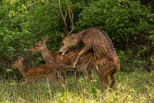 mating cheetals