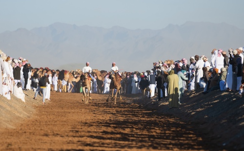 Camel race in Oman