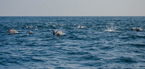 dolphin dance