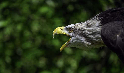 eagle attack