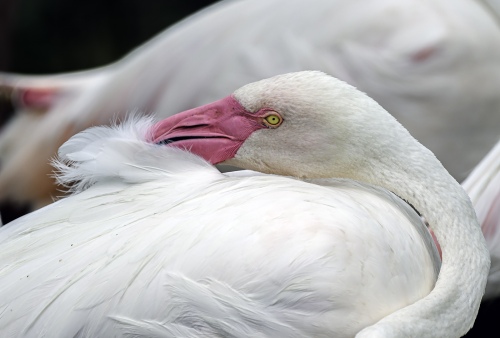 flamingo eyes