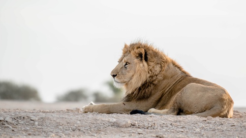 the lion