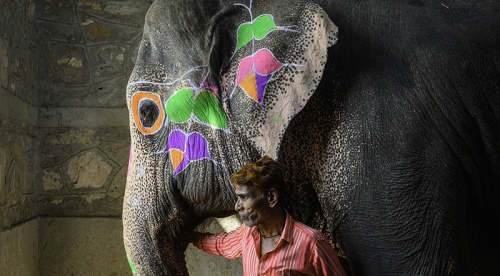 The owner of the elephant
