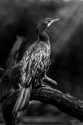 Sea bird