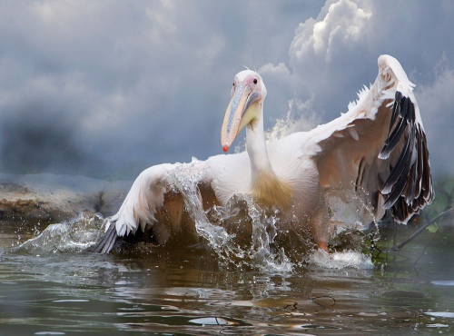 Pelican