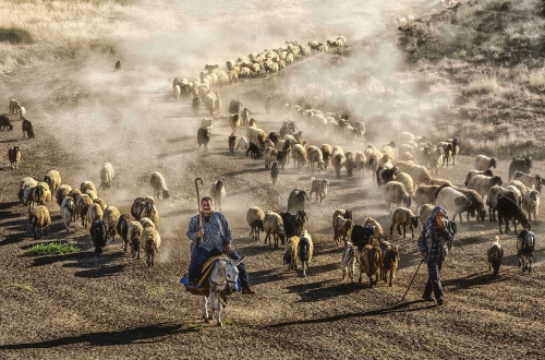 SHEPHERDS