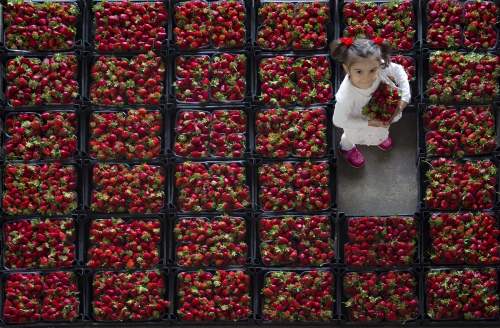 strawberry beauty