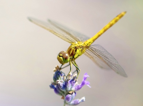 Dragonfly