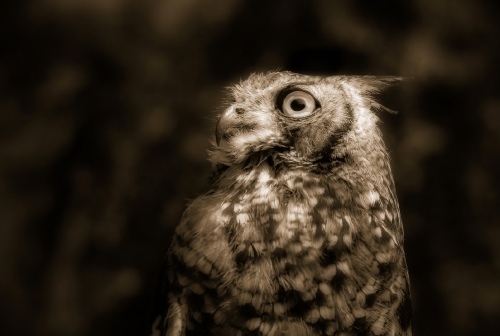 Nightowl