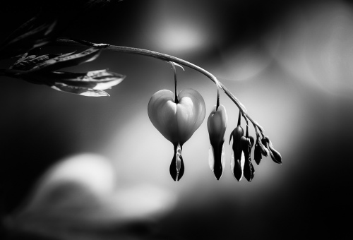 The Heart