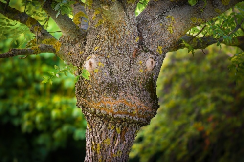 Treegirl