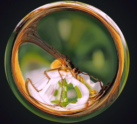in The Crystal Ball