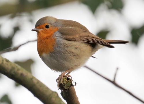 Robin balancing