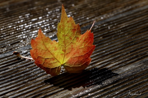 Autumn leaf.!