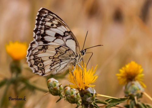 Butterfly..