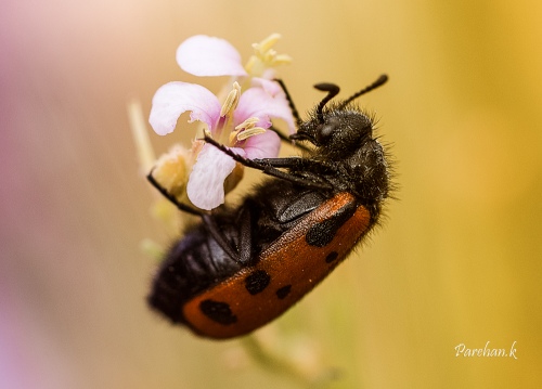 Lady Beetle