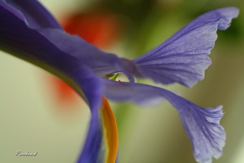 Life Blossoms..